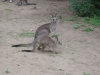 kangourou Nowra park (5).jpg
